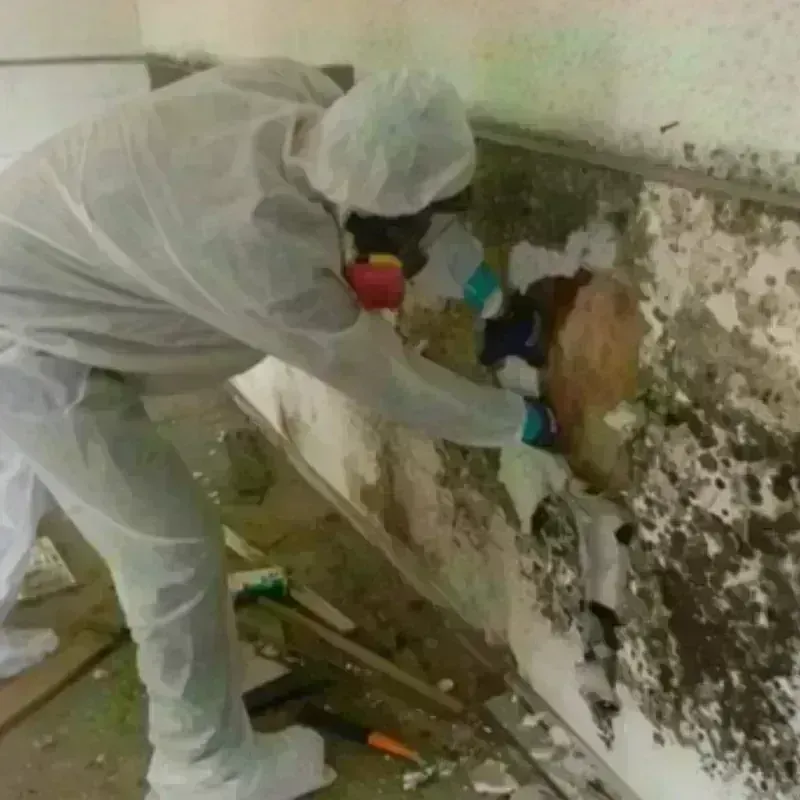 Mold Remediation and Removal in East Dundee, IL